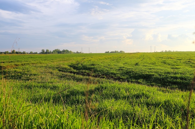 Beautiful blue sky green grass summer landscape