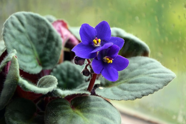 beautiful blue violet close-up on the background of a window with raindrops