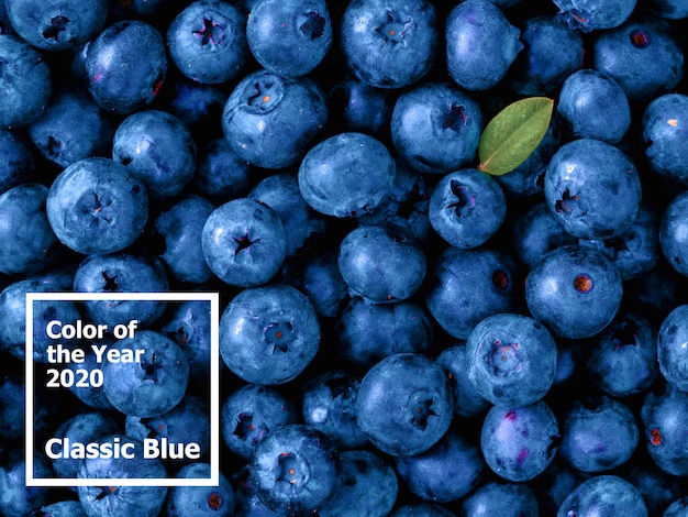 Beautiful blueberries background in color of the year 2020 Classic Blue.