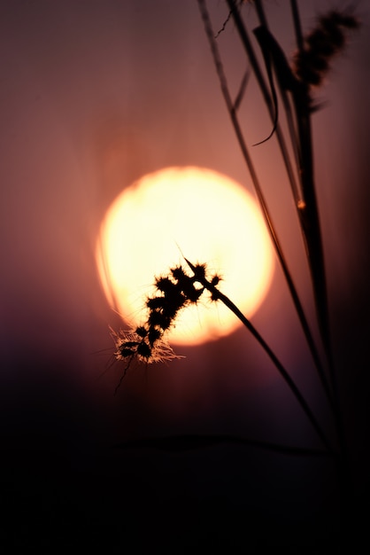 Beautiful blur flower and bokeh with sunlight.