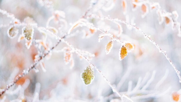 Beautiful blurred delicate winter frost nature background banner