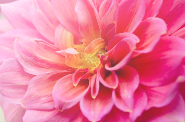 Beautiful blurred pink chrysanthemum 