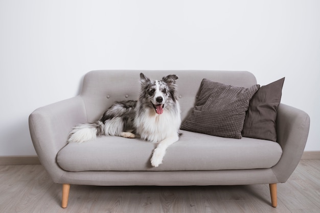 Beautiful border collie on the couch