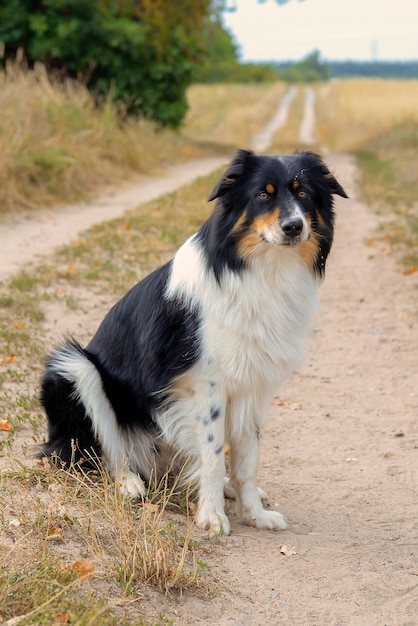 beautiful border collie dog walks in nature and follows the commands of the owner