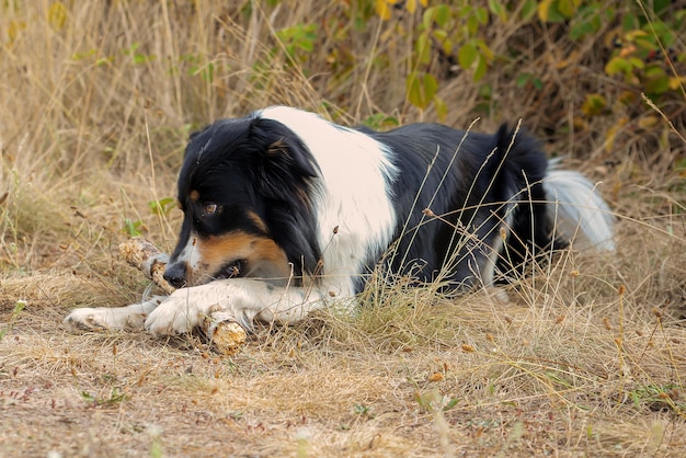 beautiful border collie dog walks in nature and follows the commands of the owner