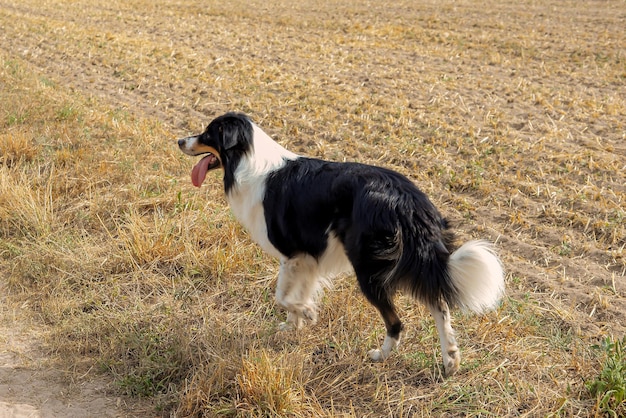 beautiful border collie dog walks in nature and follows the commands of the owner