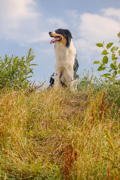 beautiful border collie dog walks in nature and follows the commands of the owner