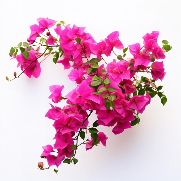 Photo beautiful bougainvillea isolated on white background