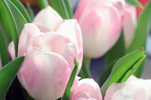 Beautiful bouquet of fresh tulips in a vase