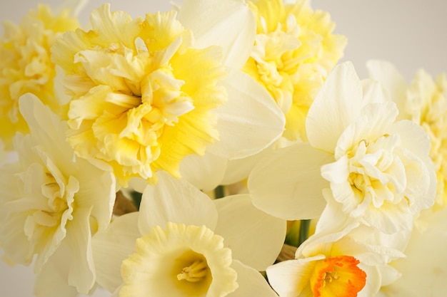 Beautiful bouquet of fresh yellow daffodil flowers white background closeup Mother's day card Spring blossoms