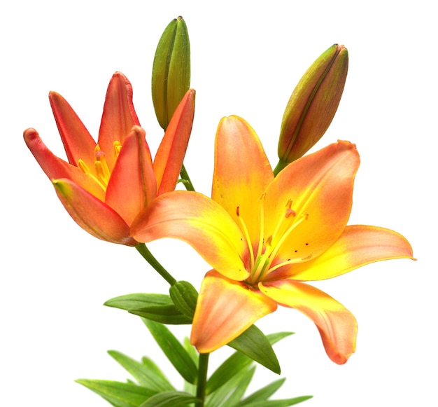 Beautiful bouquet of lily flowers isolated on white background