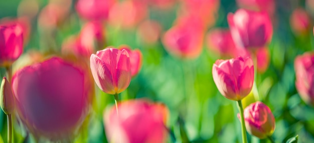 Beautiful bouquet panorama of pink tulips in spring nature for card design web banner. Springtime