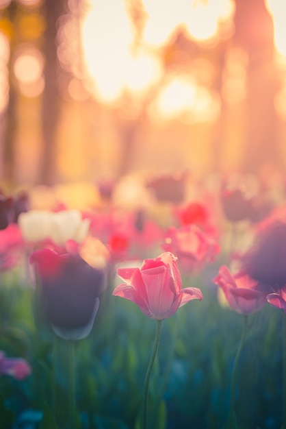 Beautiful bouquet panorama of red white pink tulips in spring nature, card design, love valentines