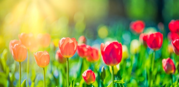 Beautiful bouquet panorama of sunny red tulips in spring nature for card design and web banner