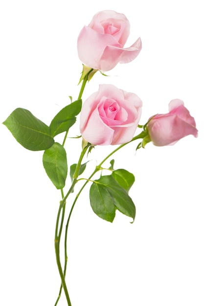 Beautiful bouquet of pink roses flowers isolated on white background