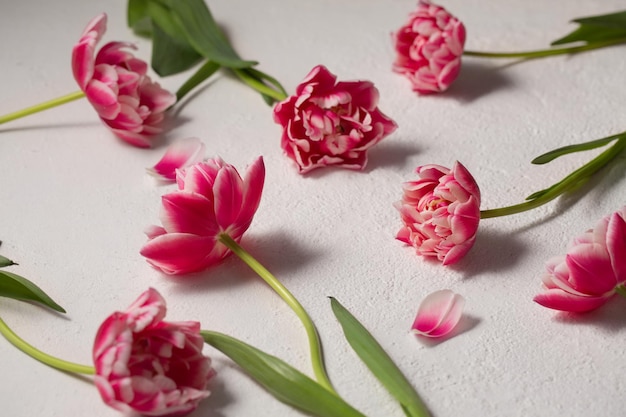 Beautiful bouquet of pink terry tulips on a light background