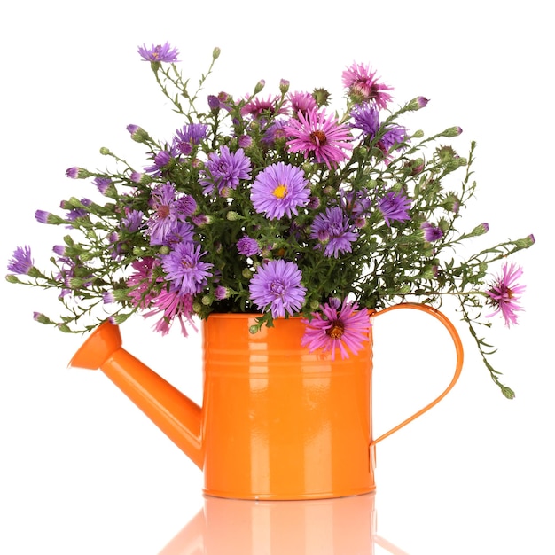 Beautiful bouquet of purple flowers in watering can isolated on white