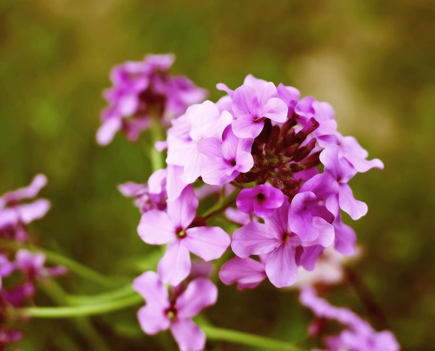 Beautiful bouquet of purple summer phloxes outdoors