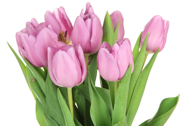 Beautiful bouquet of purple tulips, isolated on white