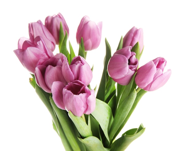 Beautiful bouquet of purple tulips, isolated on white