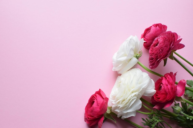 Beautiful bouquet of ranunculus flowers in bright pink and white on a pink background