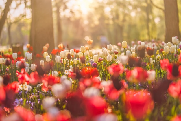 Beautiful bouquet of red pink and white tulips in spring nature for postcard design and web banner