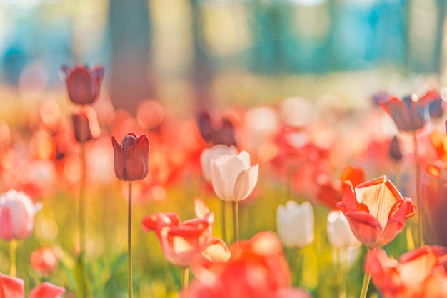 Beautiful bouquet of red pink and white tulips in spring nature for postcard design and web banner