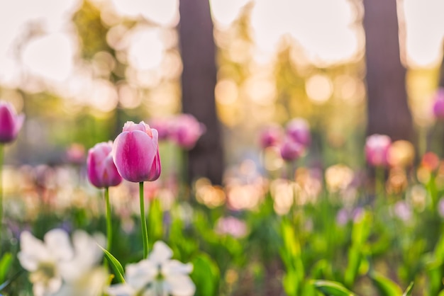 Beautiful bouquet of red pink and white tulips in spring nature for postcard design and web banner