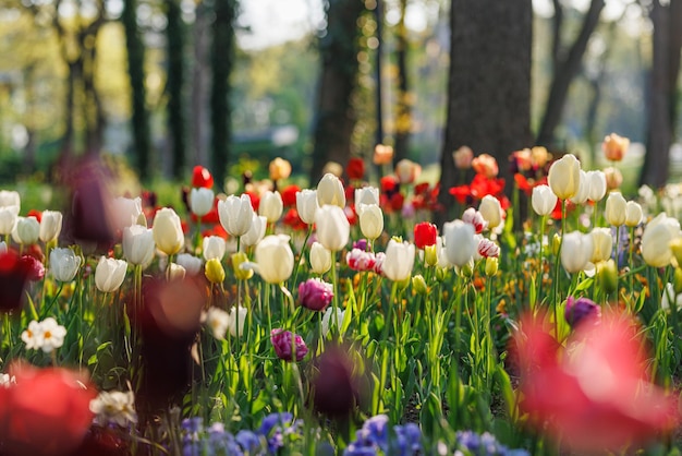 Beautiful bouquet of red pink and white tulips in spring nature for postcard design and web banner