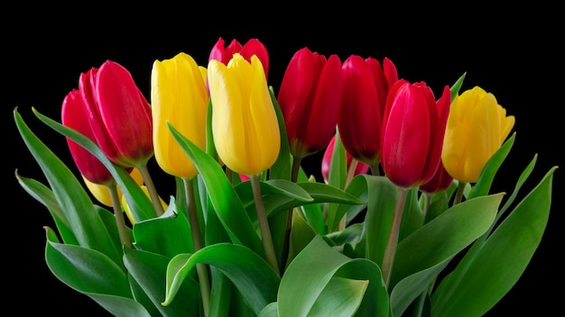 Beautiful bouquet of red and yellow tulips