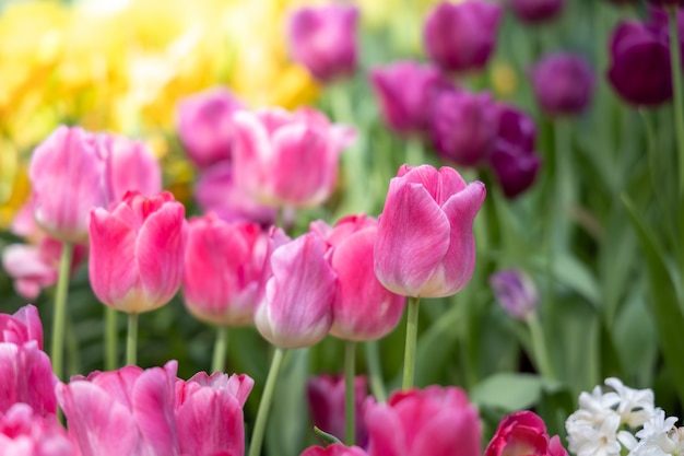 Beautiful bouquet of tulips. colorful tulips. nature background