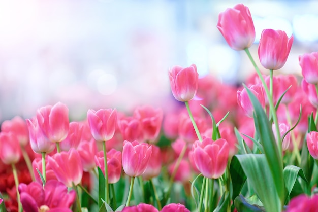 Beautiful bouquet of tulips flower in garden