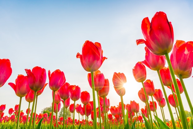 Beautiful bouquet of tulips in spring season.