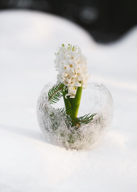 Photo beautiful bouquet of white hyacinth flower with fir branches in an ice globe crystal vase on snow