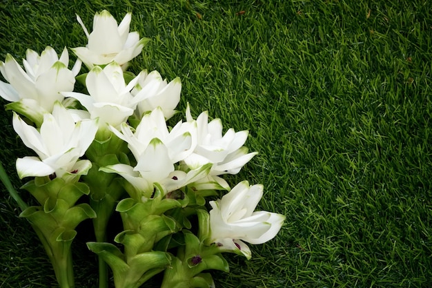 A beautiful bouquet of white Siam Tulip on green background