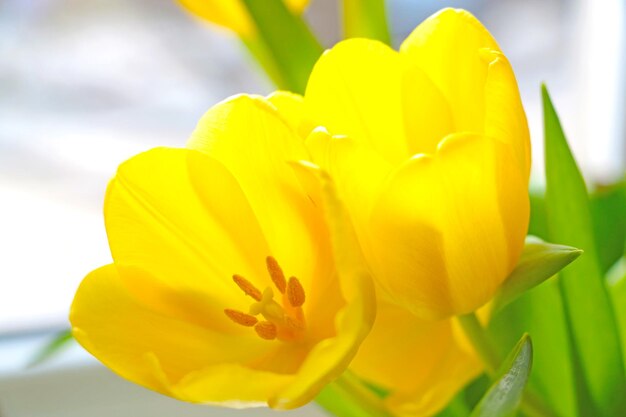 Beautiful bouquet of yellow flowering tulips in spring