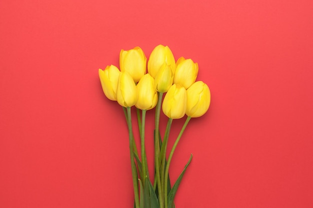 A beautiful bouquet of yellow tulips on a bright red background