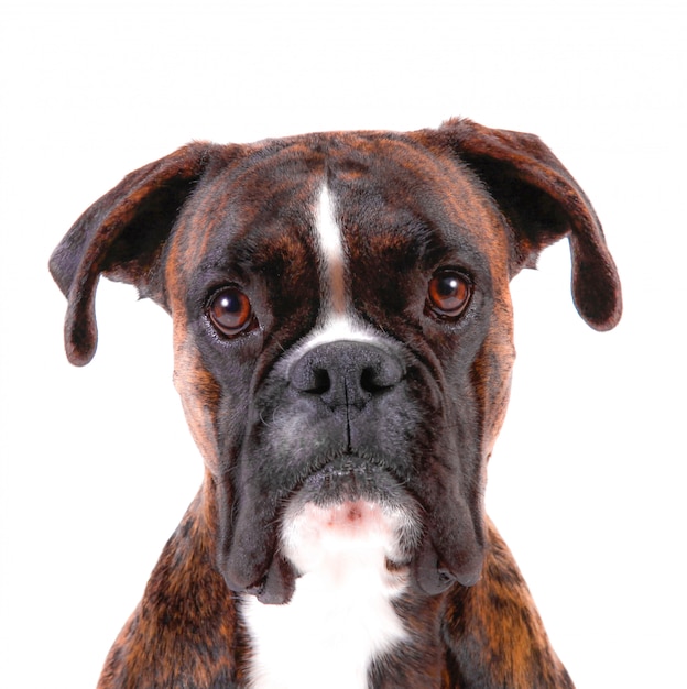 A Beautiful boxer with a sweet look in white background