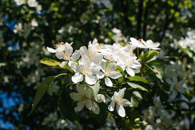 Beautiful branch of apple tree close up