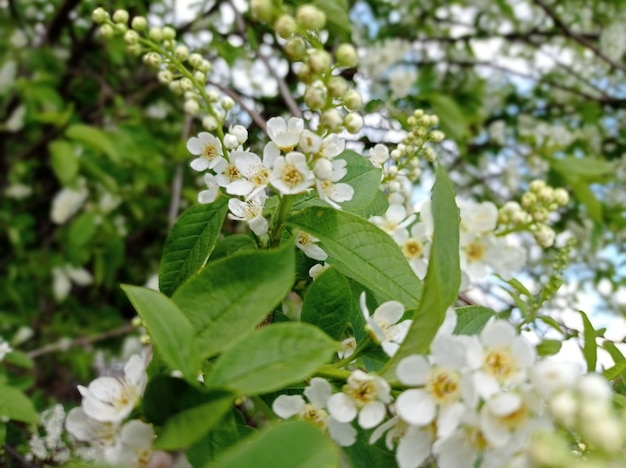 beautiful branch blooming bird cherry closeup garden horticulture season trees flowering