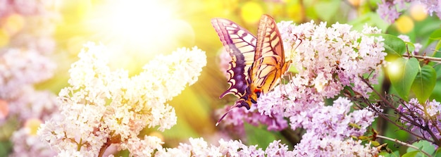 Beautiful branch of blossoming tree in spring with butterfly