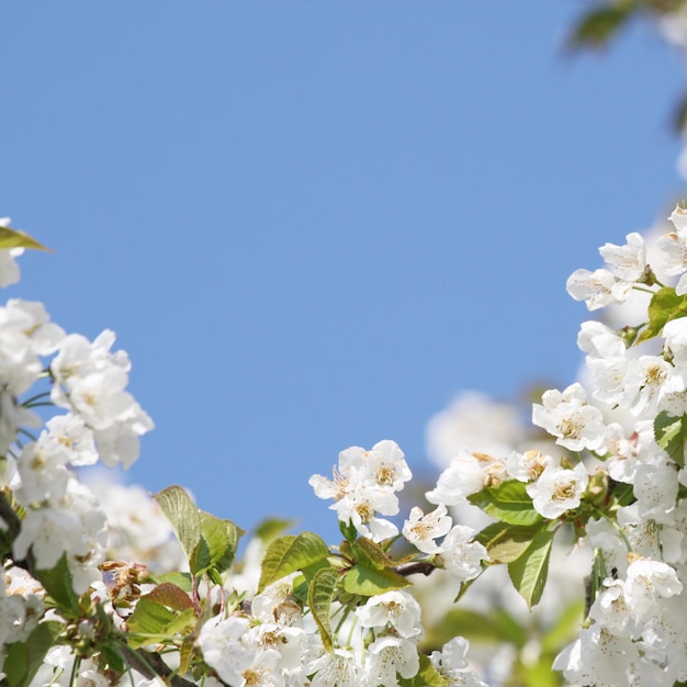 Beautiful branch of blossoming tree in spring