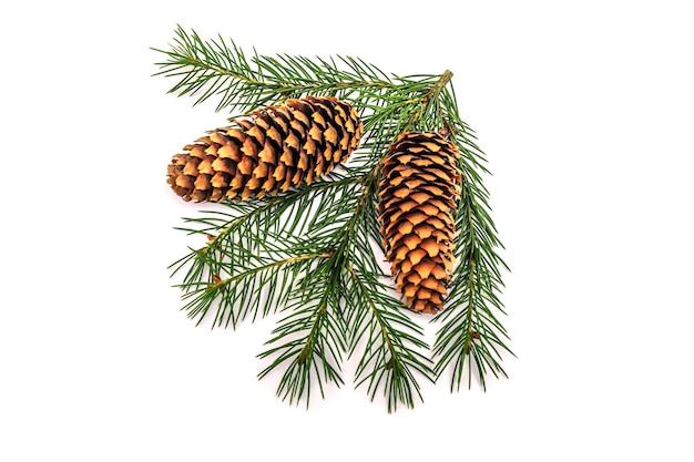 Beautiful branch of a coniferous pine tree with fruits and cones on a white background