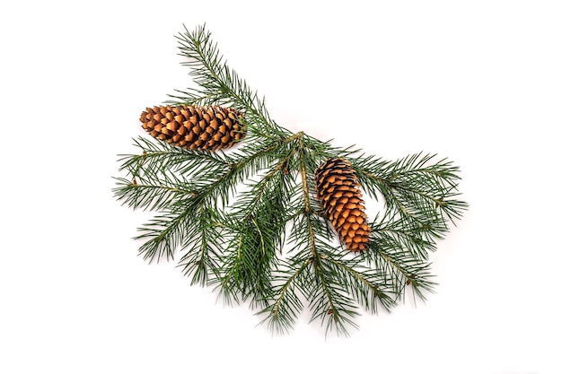 Beautiful branch of a coniferous pine tree with fruits and cones on a white background