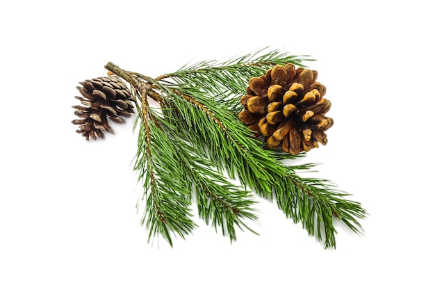 Beautiful branch of a coniferous pine tree with fruits and cones on a white background