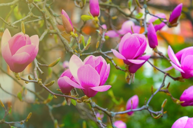 A beautiful branch of flowering rhododendron in the park in the spring