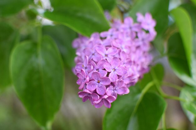 Beautiful branch of lilac against the background of green leaves Spring lilac flowers in raindrops