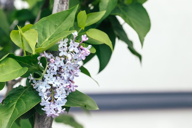 Beautiful branch of lilac in green leaves Selective focus Closeup view Blurred background with copy space