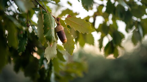 Beautiful branch of oak tree with acorn fruit ripe in forest Spain at autumn. Closeup acorn oak nut on green leaves in nature background. Brown nuts on a sunny day