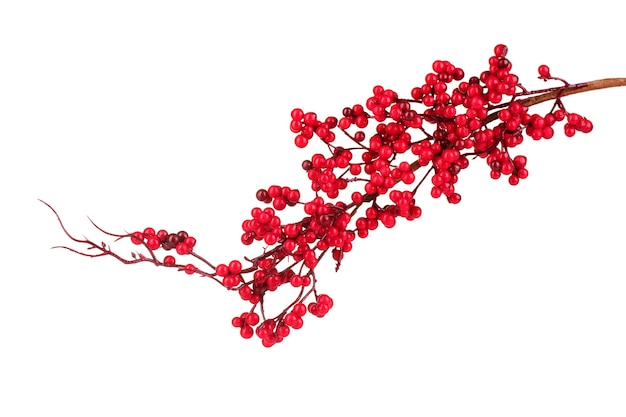 Beautiful branch with red berries isolated on white